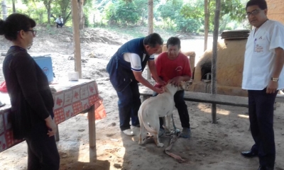 VACUNACI&Oacute;N PARA PREVENIR LA RABIA CANINA.
